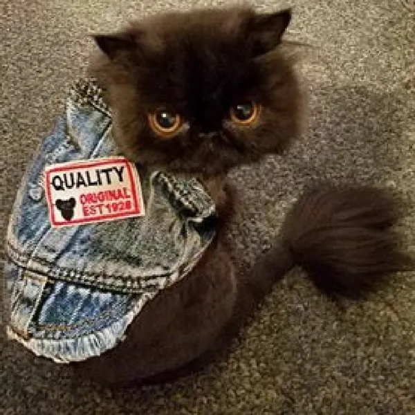 Cool Dude Pet Denim Vest